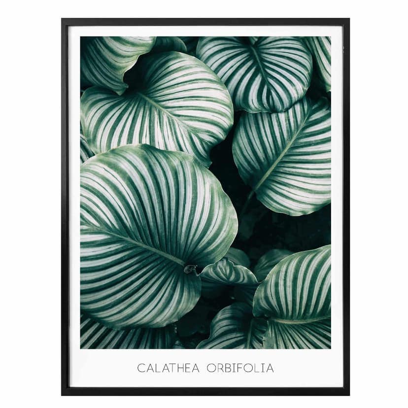 Plakat Calathea Orbifolia