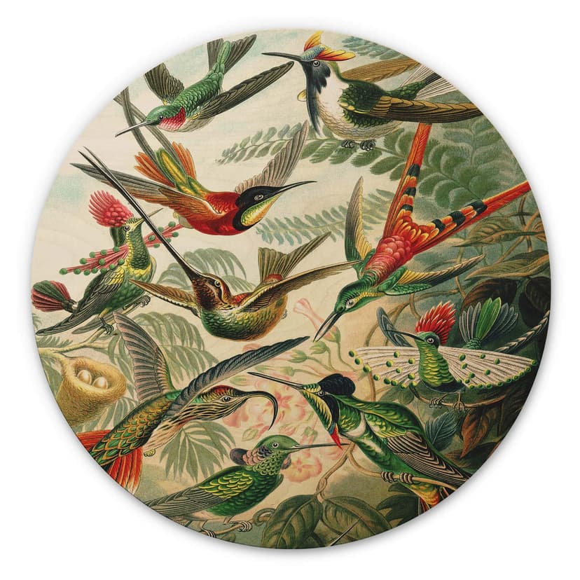 Obraz drewniany Haeckel - Kolibry - Okrągły