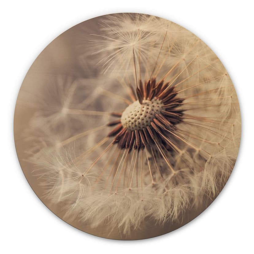 Obraz drewniany Delgado - Dandelion - Okrągły