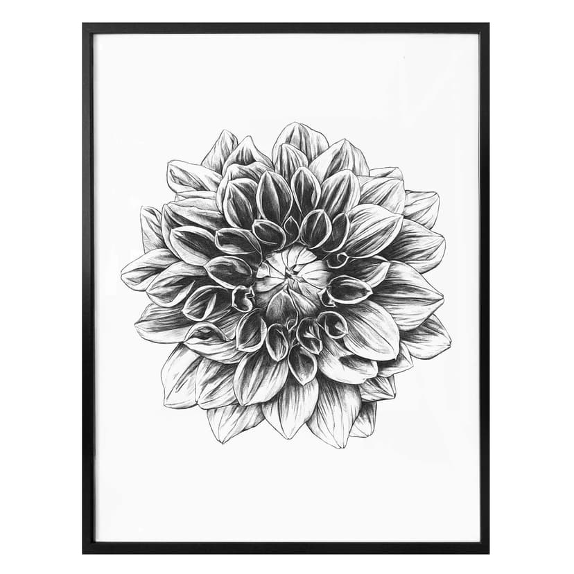 Plakat Kools - Dahlia