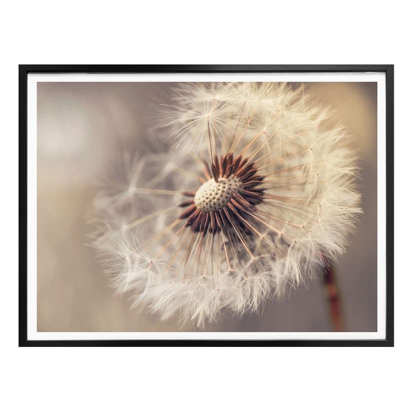 Plakat Delgado - Dandelion