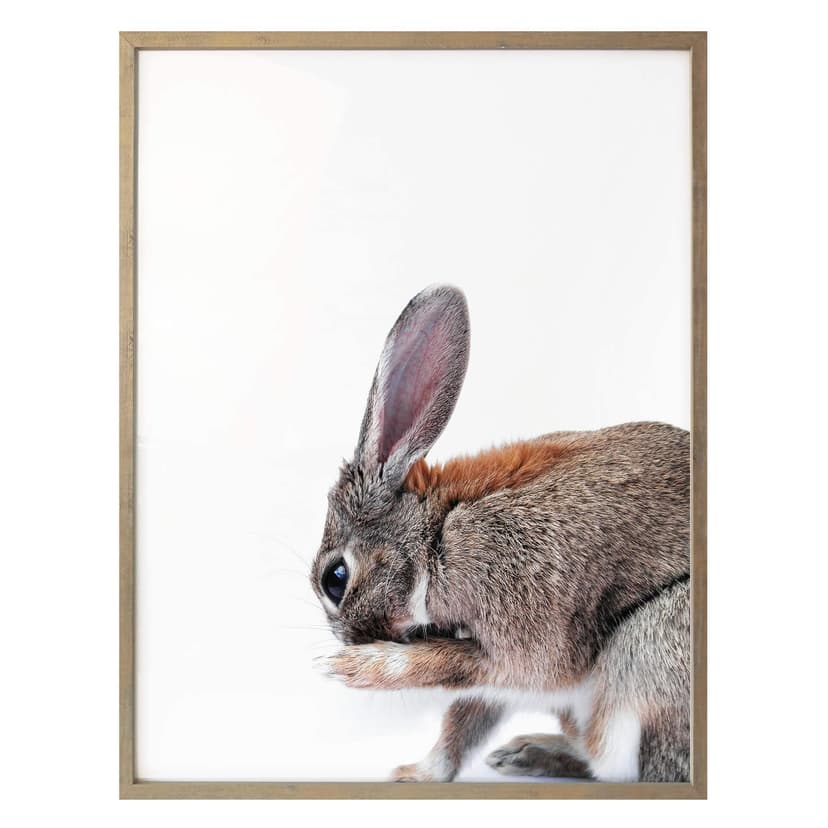 Plakat premium - Lepus
