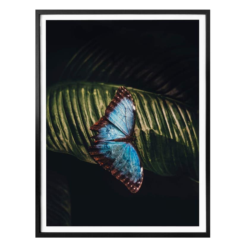 Plakat niebieski motyl