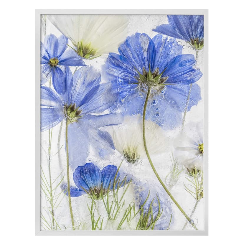 Plakat Disher - Blue Frozen
