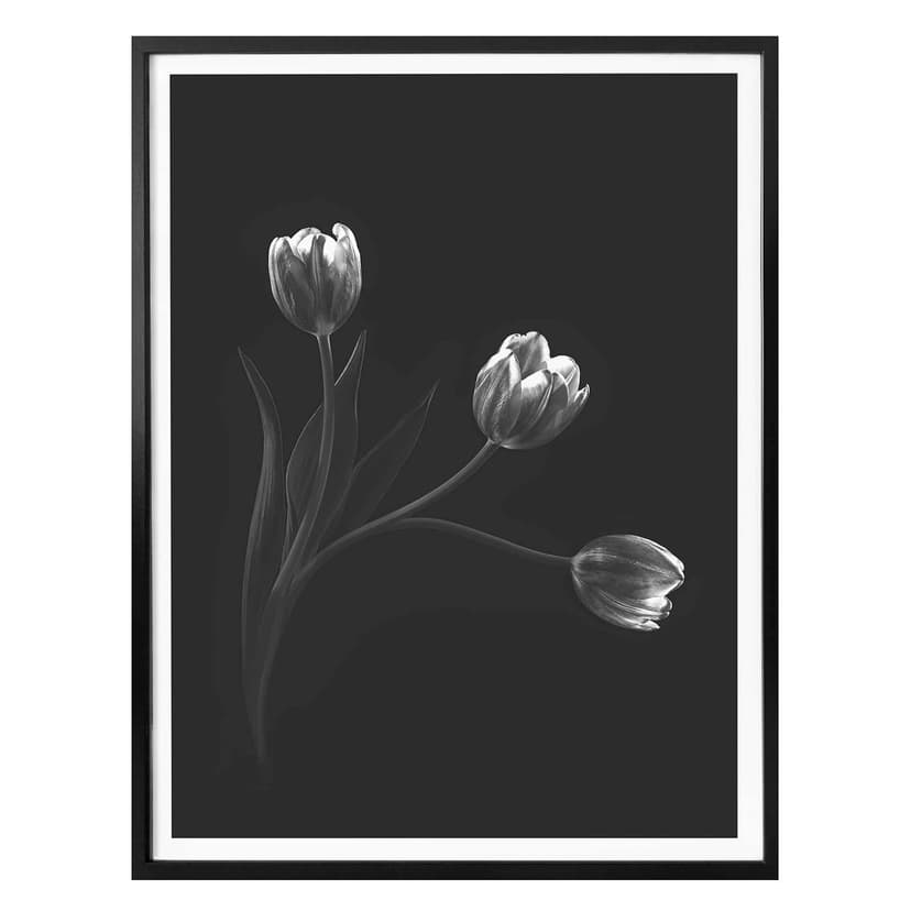 Patelnia plakatowa - trio Tulip