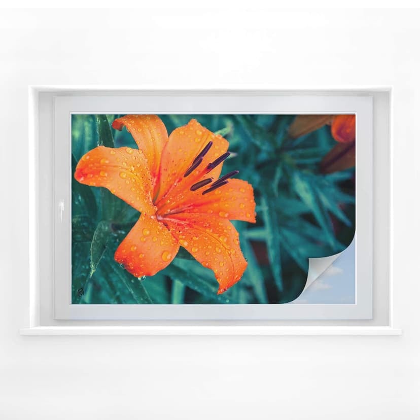 Film o prywatności Tropical Lily