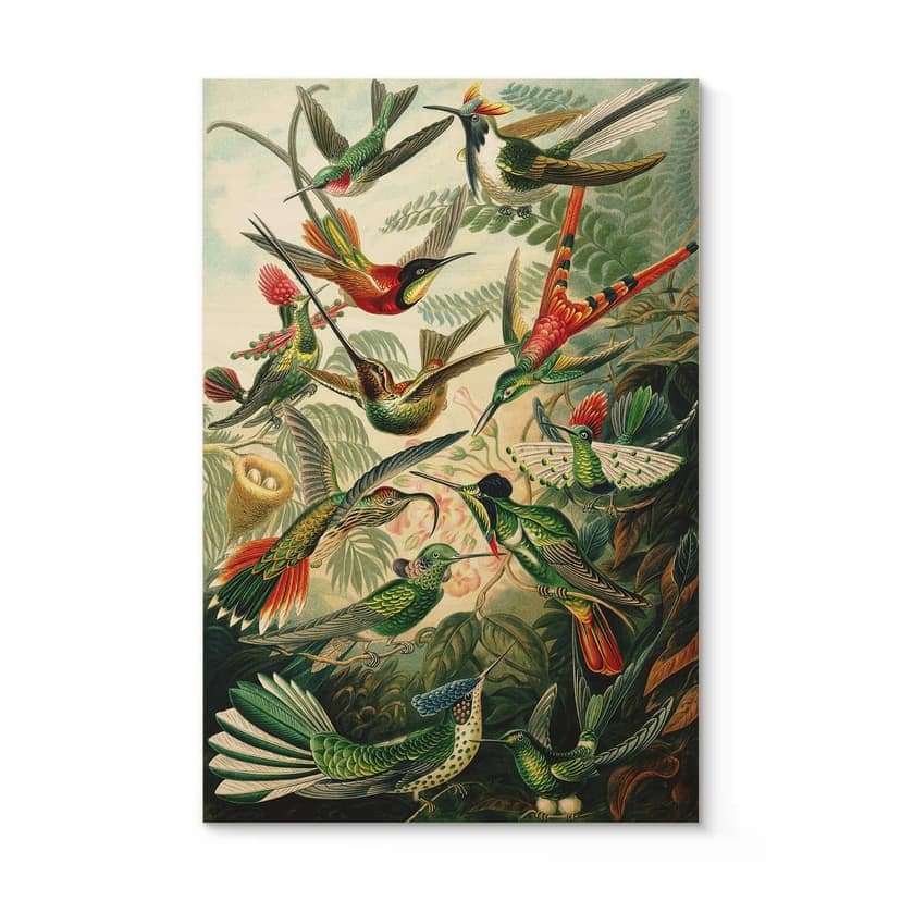 Plakat drewniany Haeckel - Kolibry