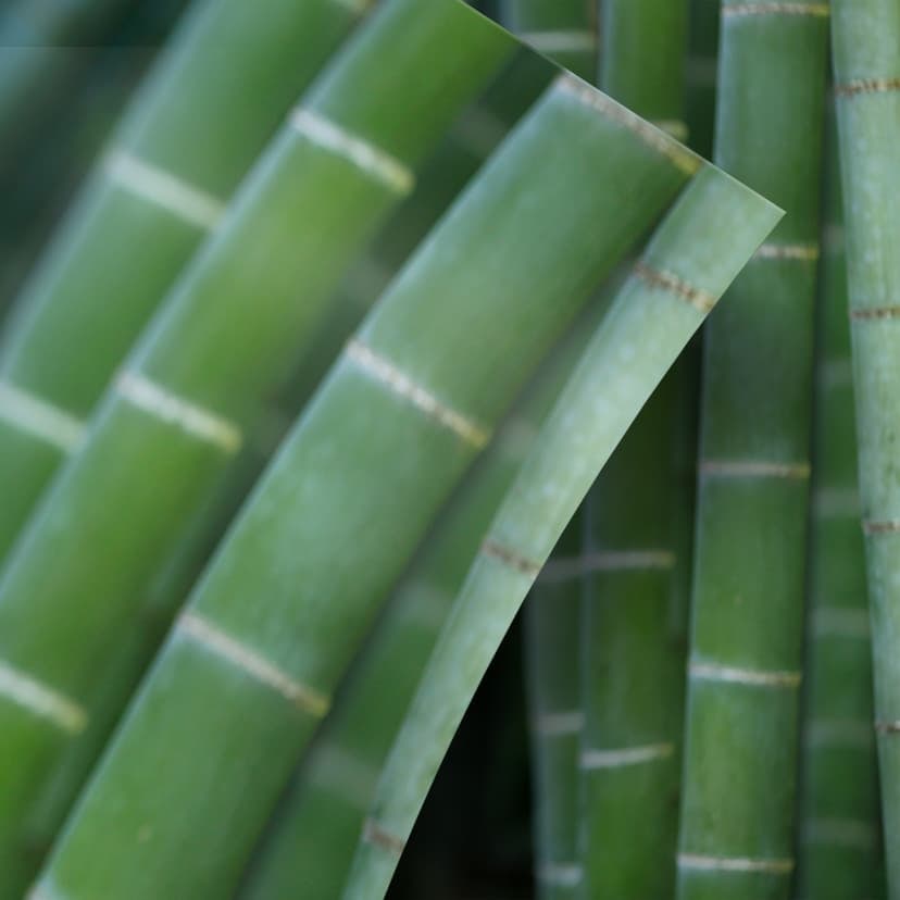 Okleiny meblowe, folia dekoracyjna - do wycierania - Bamboo forest 02