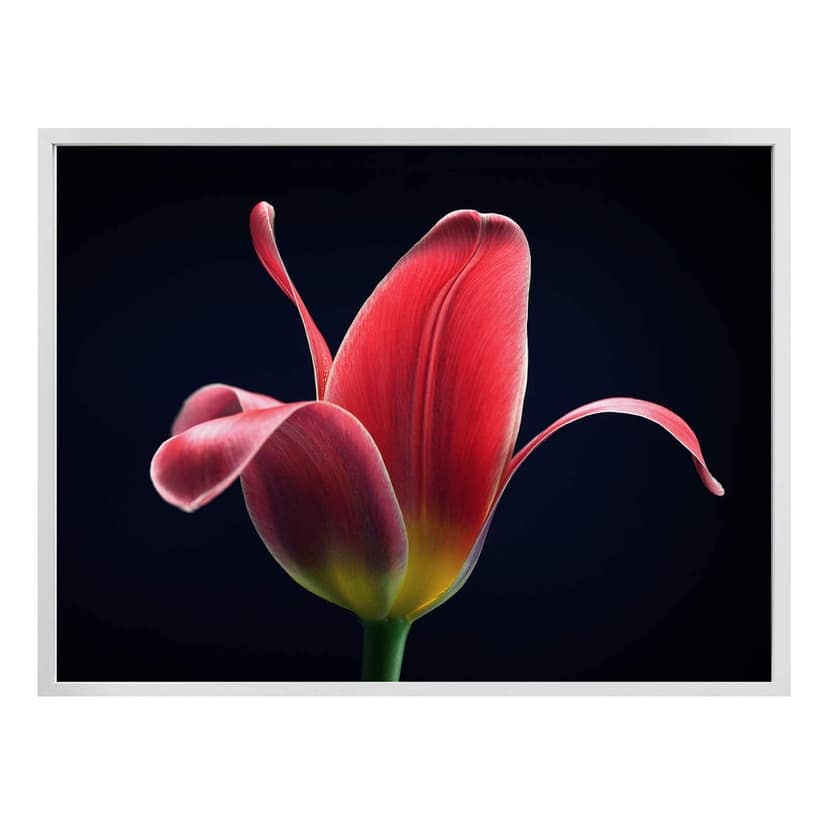 Plakat Grønkjær - Pierwszy tulipan