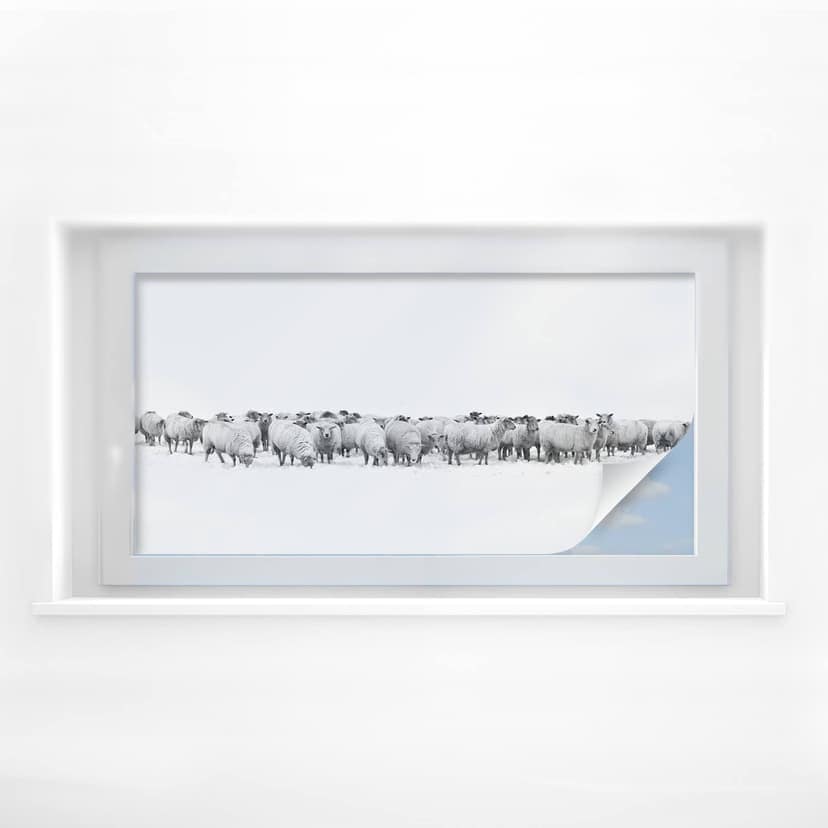 Film o ochronie prywatności stada owiec - Panorama