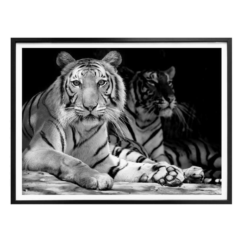 Plakat Dwa królewskie tygrysy bengalskie - czarny/biały