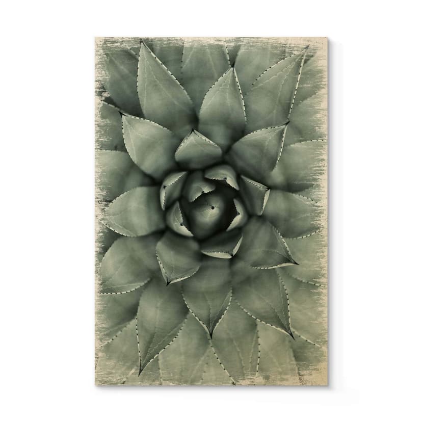 Plakat drewniany Agave 02