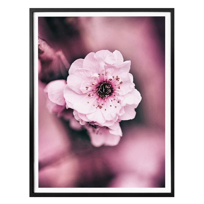 Plakat Blossom splendor - szczegół