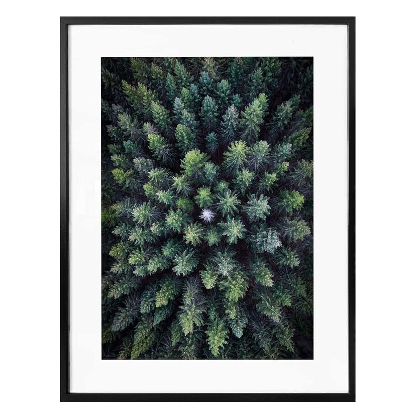 Plakat Lindsten - Treetops