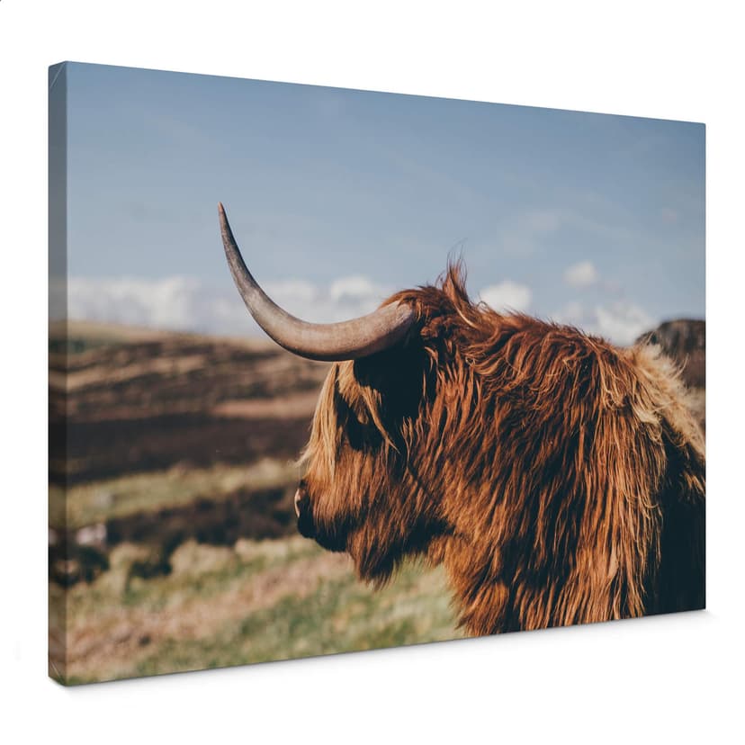 Płótno Highland Cow 02