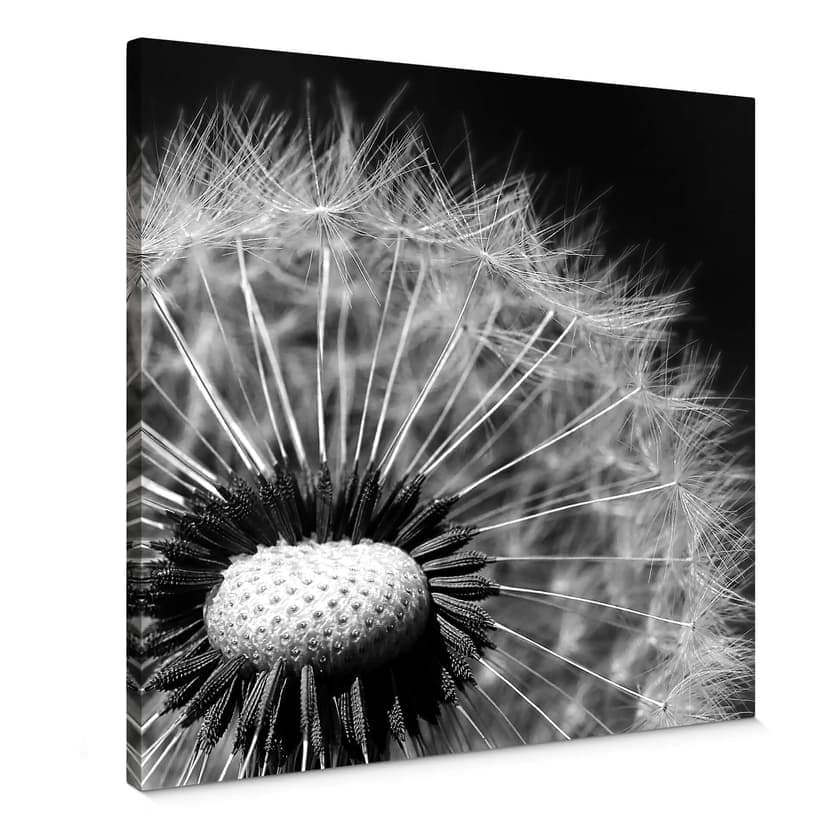 Obraz na płótnie Dandelion