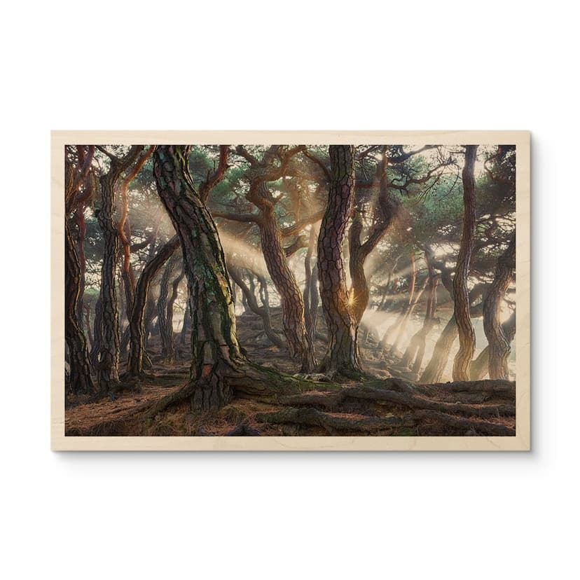 Plakat drewniany święty las sosnowy - Ryu