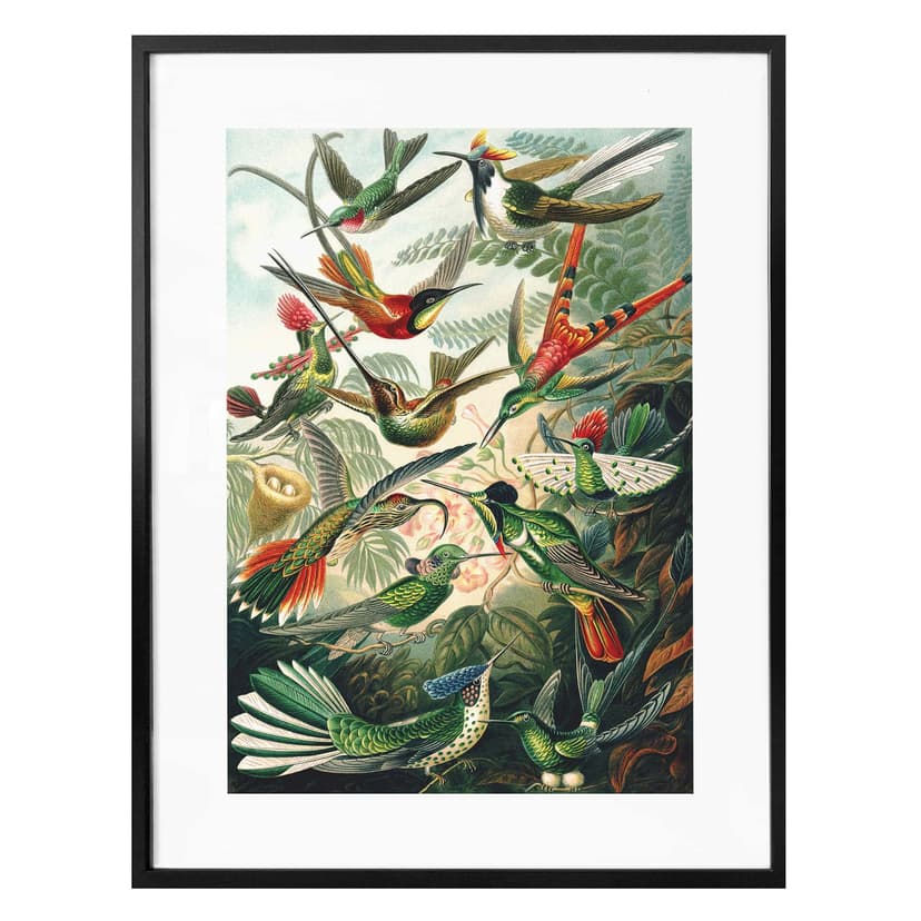 Plakat Haeckel - Kolibry