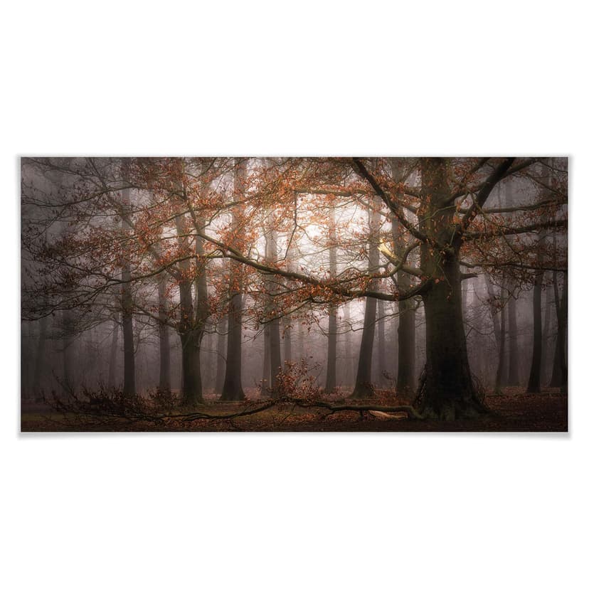 Plakat Dingemans - Mgła w jesiennym lesie - Panorama