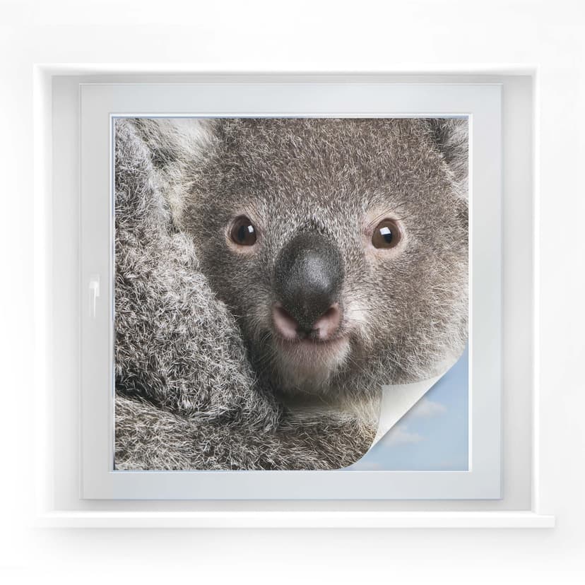 Film o ochronie prywatności Cuddly Koala - kwadrat