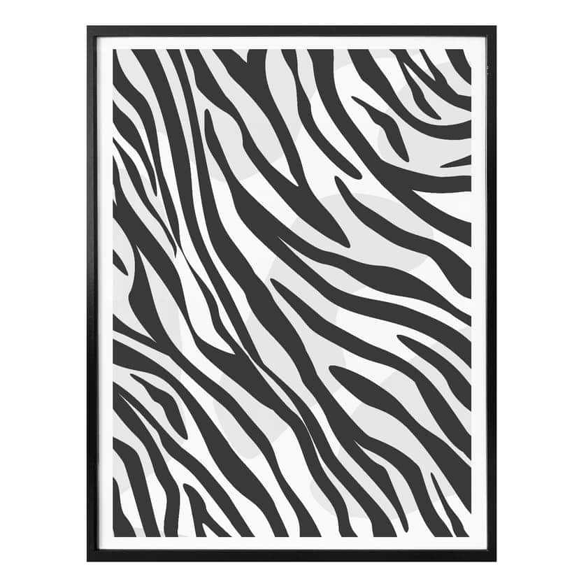 Plakat Zebra - Próbki