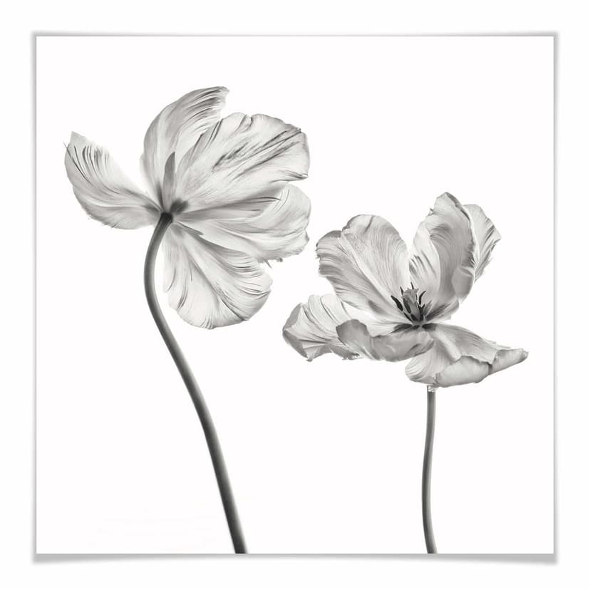 Plakat Grønkjær - Kwiat tulipana