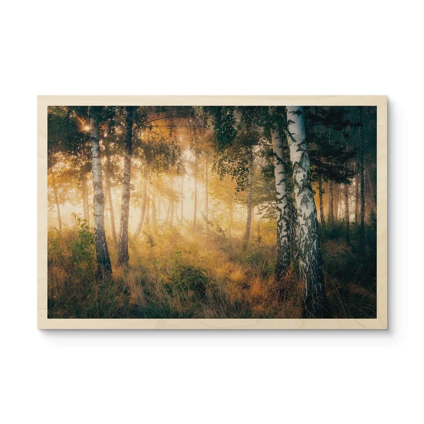 Plakat drewniany słońce w brzozowym lesie - Kado