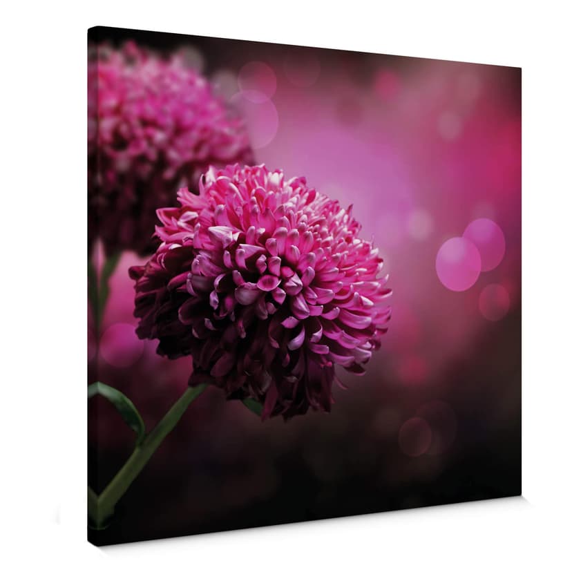 Obraz na płótnie Pink Dahlia