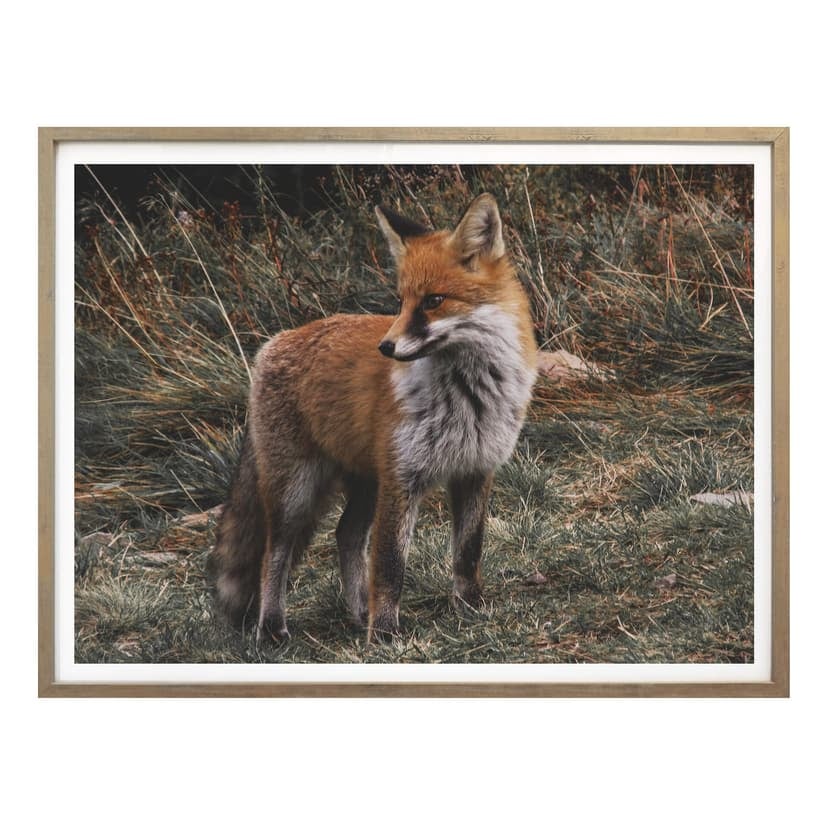 Plakat - Fox 02
