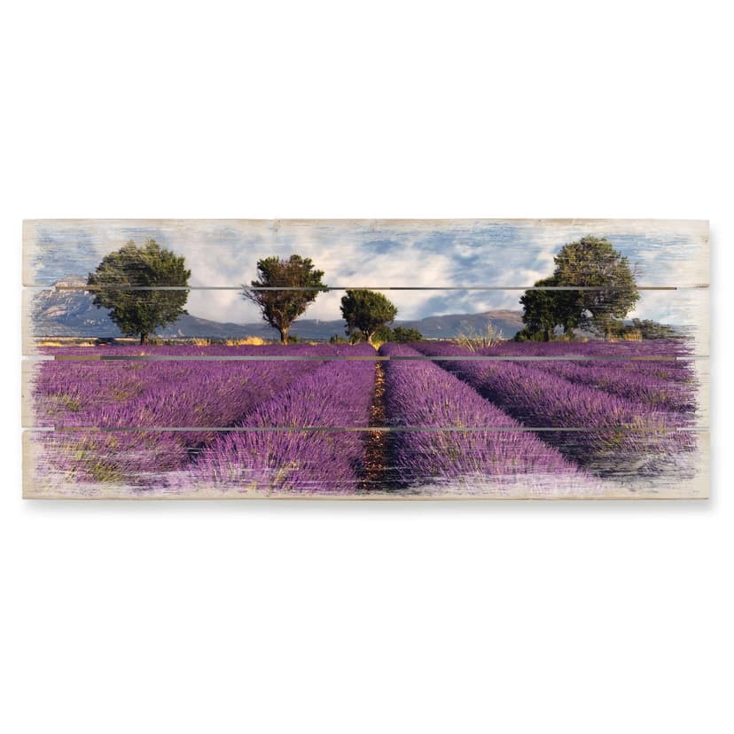 Obraz drewniany pole lawendy - Panorama