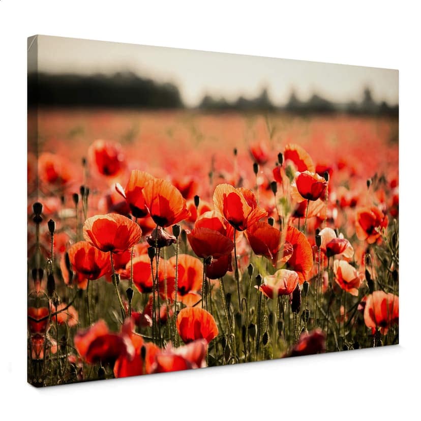 Obraz na płótnie Poppy Field