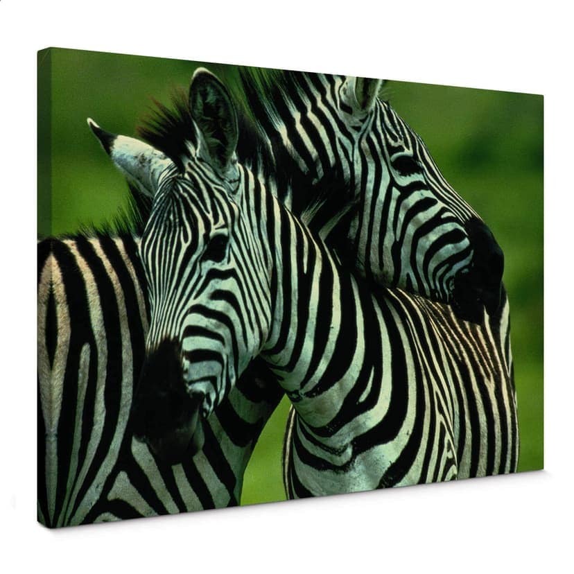 Obraz na płótnie NG Zebra para
