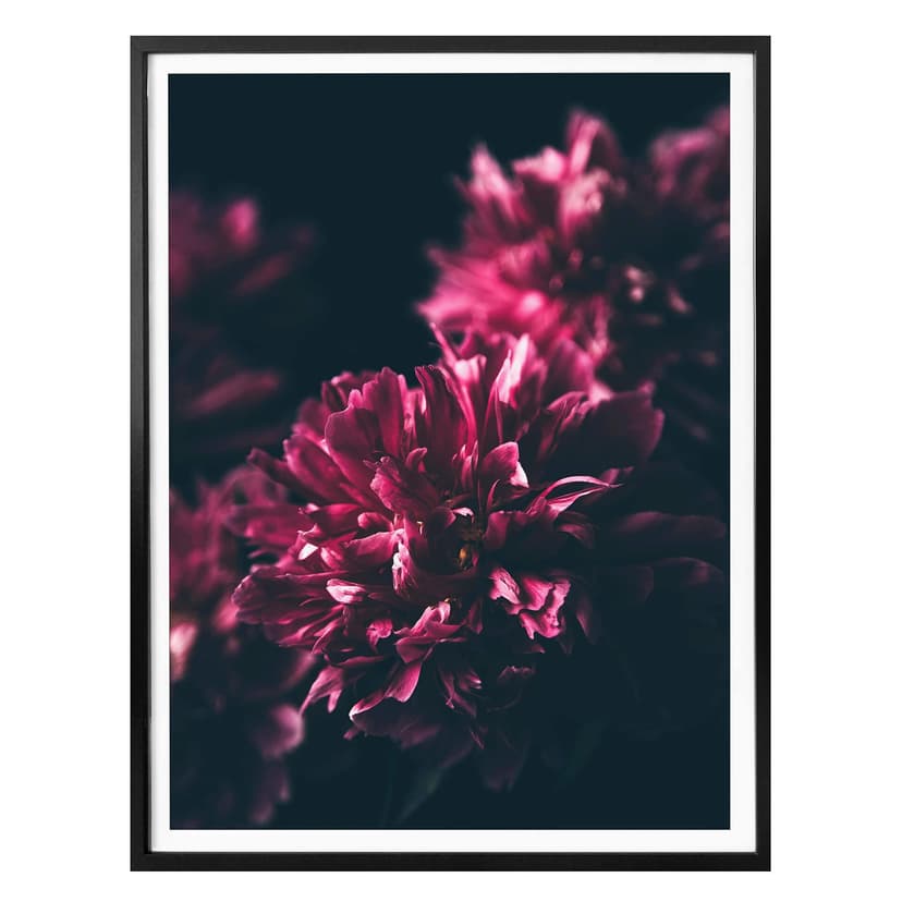 Plakat Pink Flower Dream 01