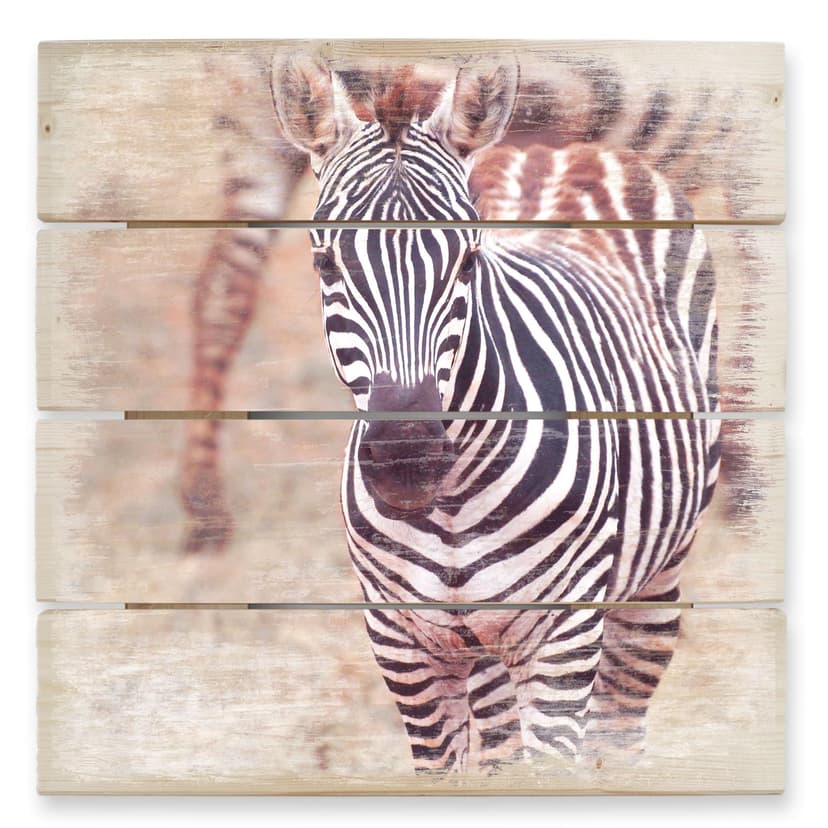 Obraz drewniany źrebię zebra - 40x41,5 cm