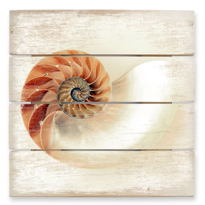 Obraz drewniany Nautilus - 40x41,5 cm