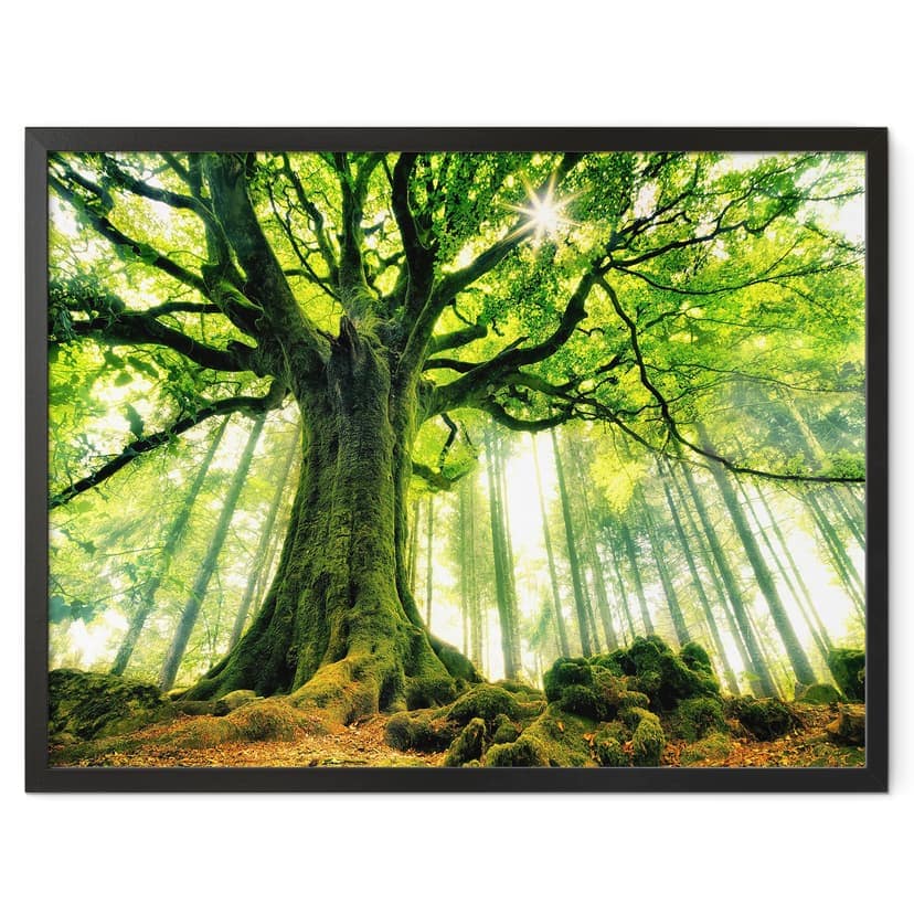 Plakat Kiciak - Bajkowy las