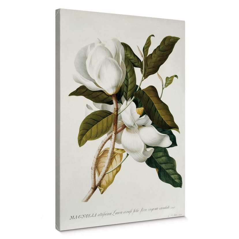 Obraz na płótnie Ehret - Magnolia