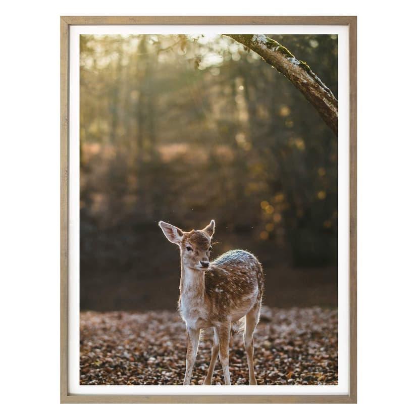 Plakat Fawn
