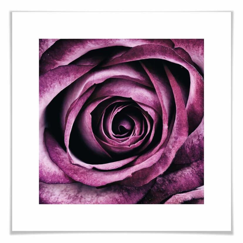 Plakat Violet Rose