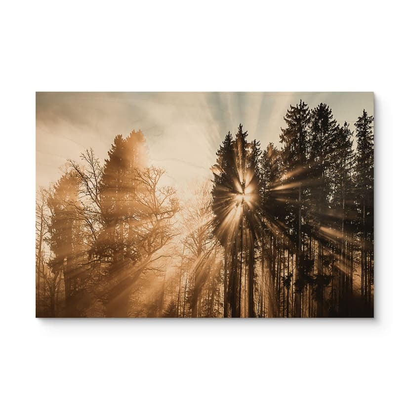 Plakat drewniany promienie światła w lesie - Eisenmann