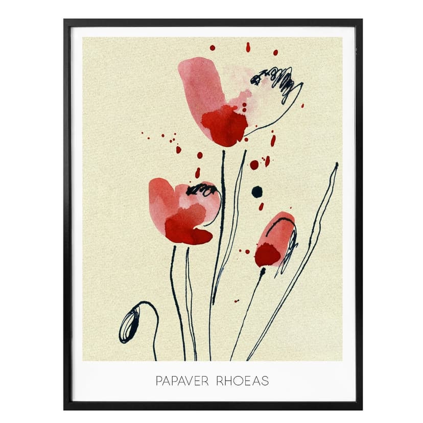 Plakat Papaver Rhoeas