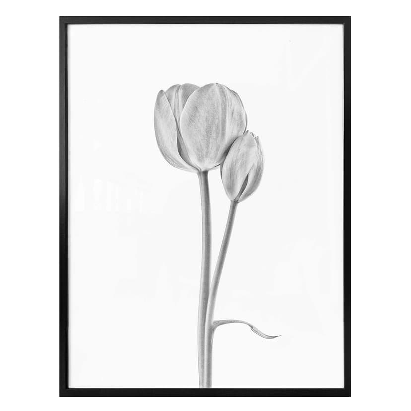 Plakat Grønkjær - Tulipany