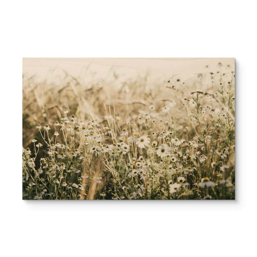 Plakat drewniany letnia łąka z rumiankiem - Annie