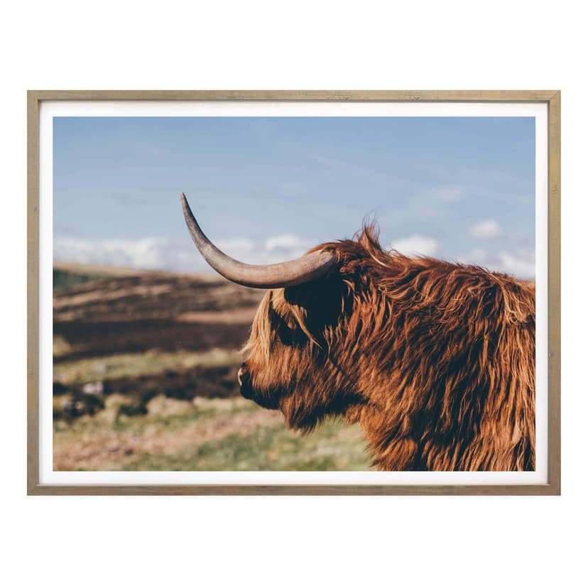 Plakat - Highland Cow 02