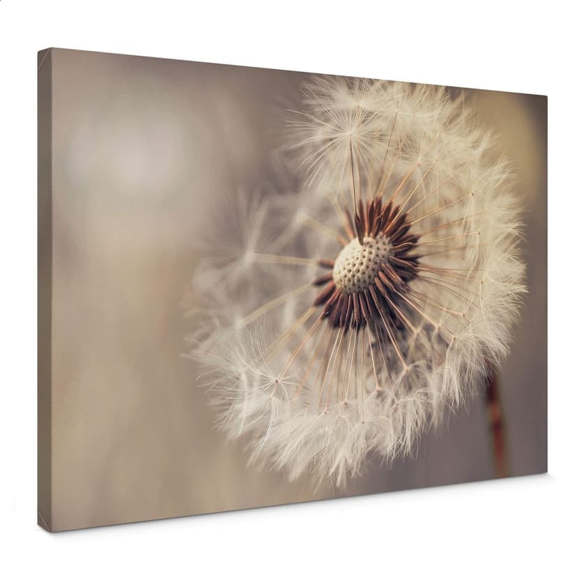 Obraz na płótnie Delgado - Dandelion