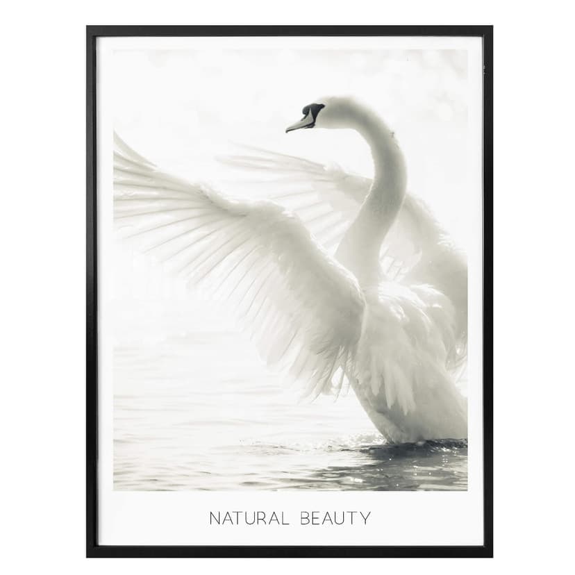 Plakat Łabędź Majestatyczny - Naturalne Piękno