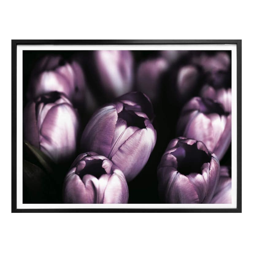 Plakat Tulipany