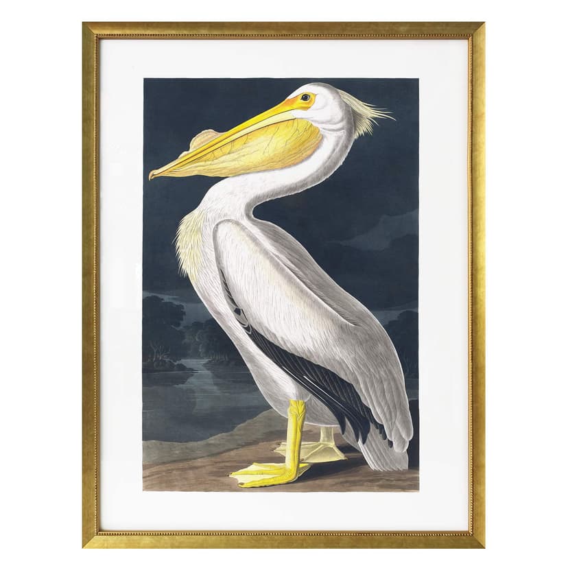 Plakat Pelikan