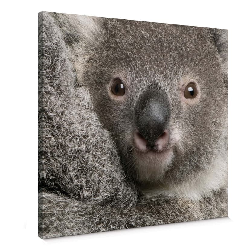 Obraz na płótnie Cuddly Koala