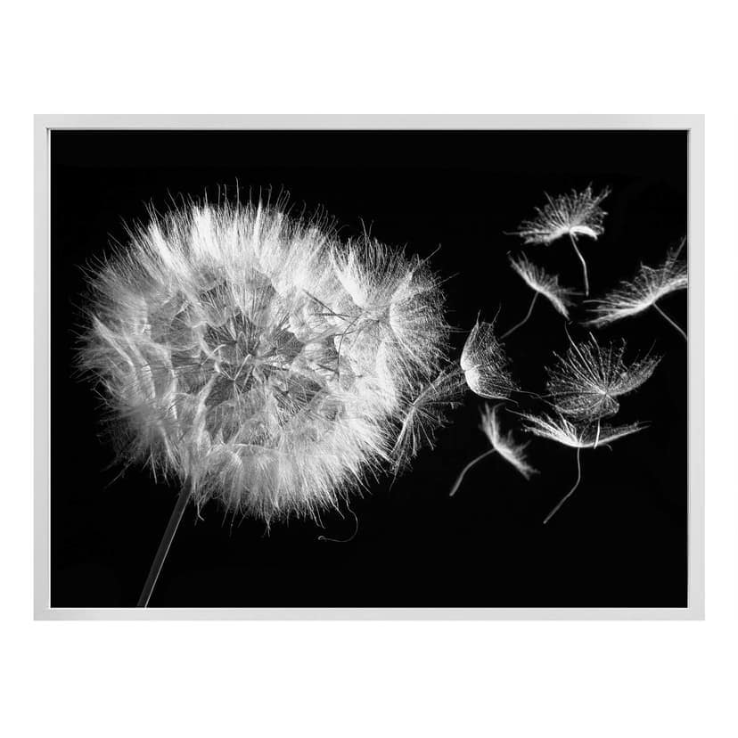 Plakat Dandelion